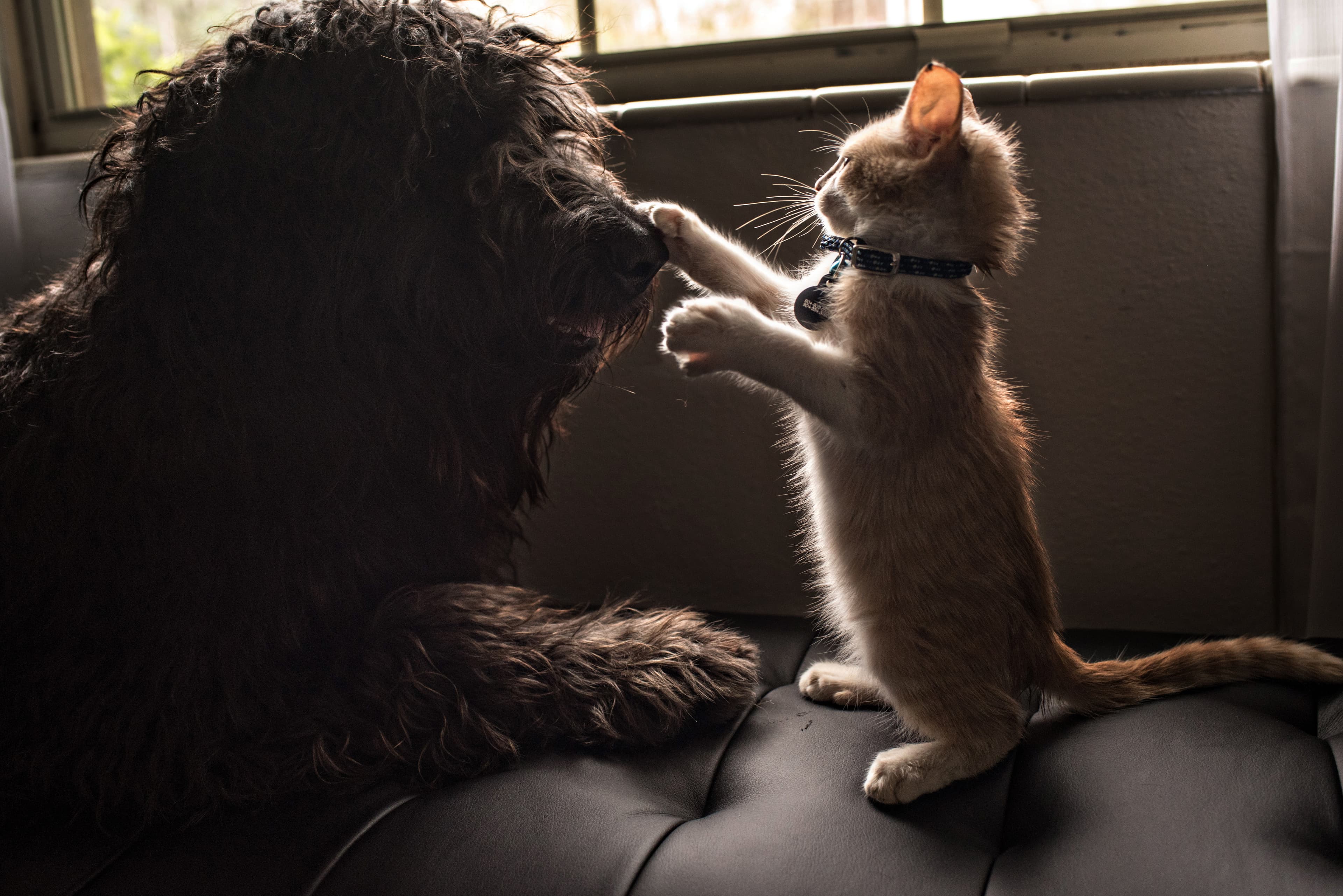 Cat playing with dog.