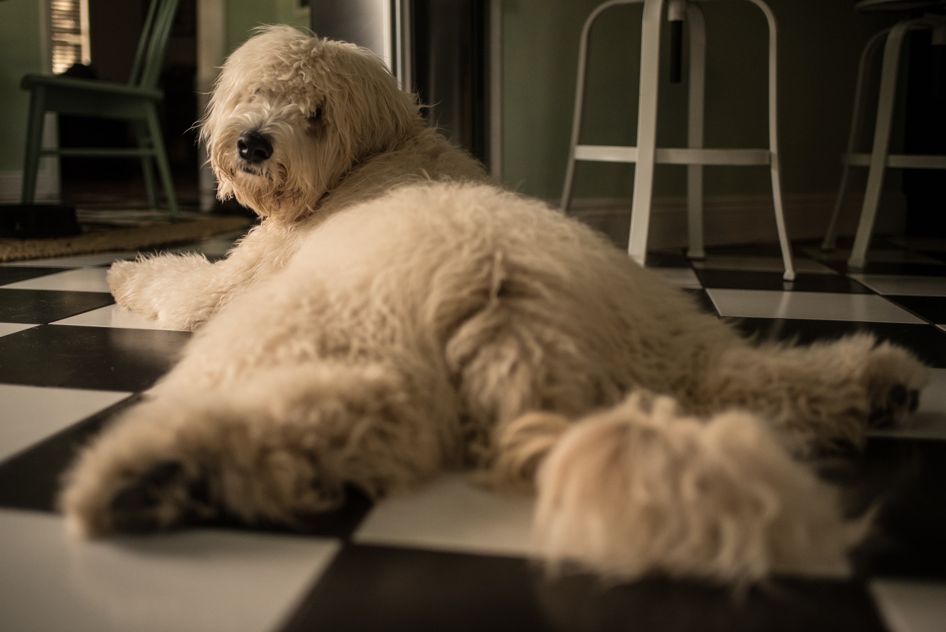 Dog laying on the ground looking back over his left shoulder.