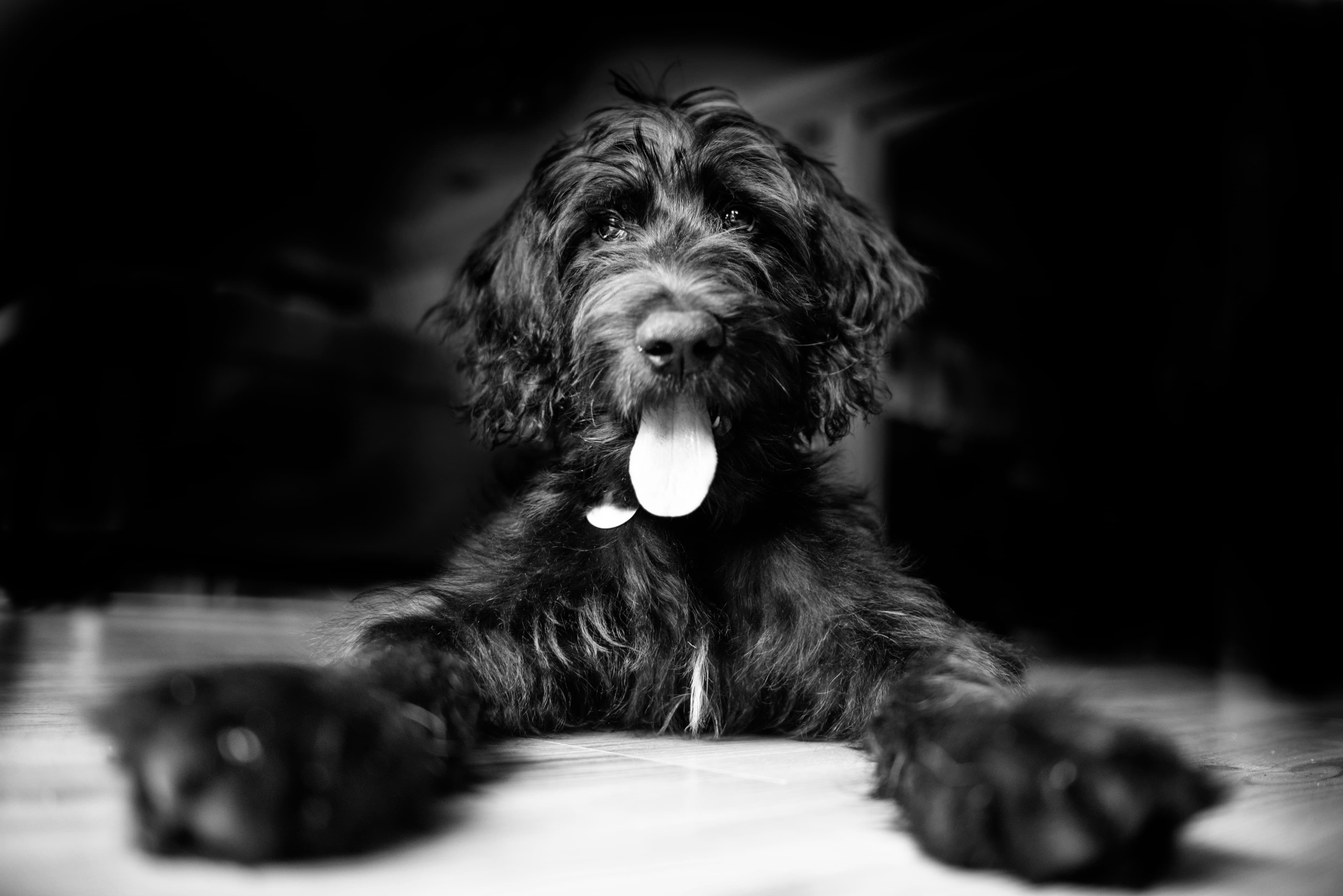 Black and white picture of a dog laying down looking forward with his tongue stuck out.