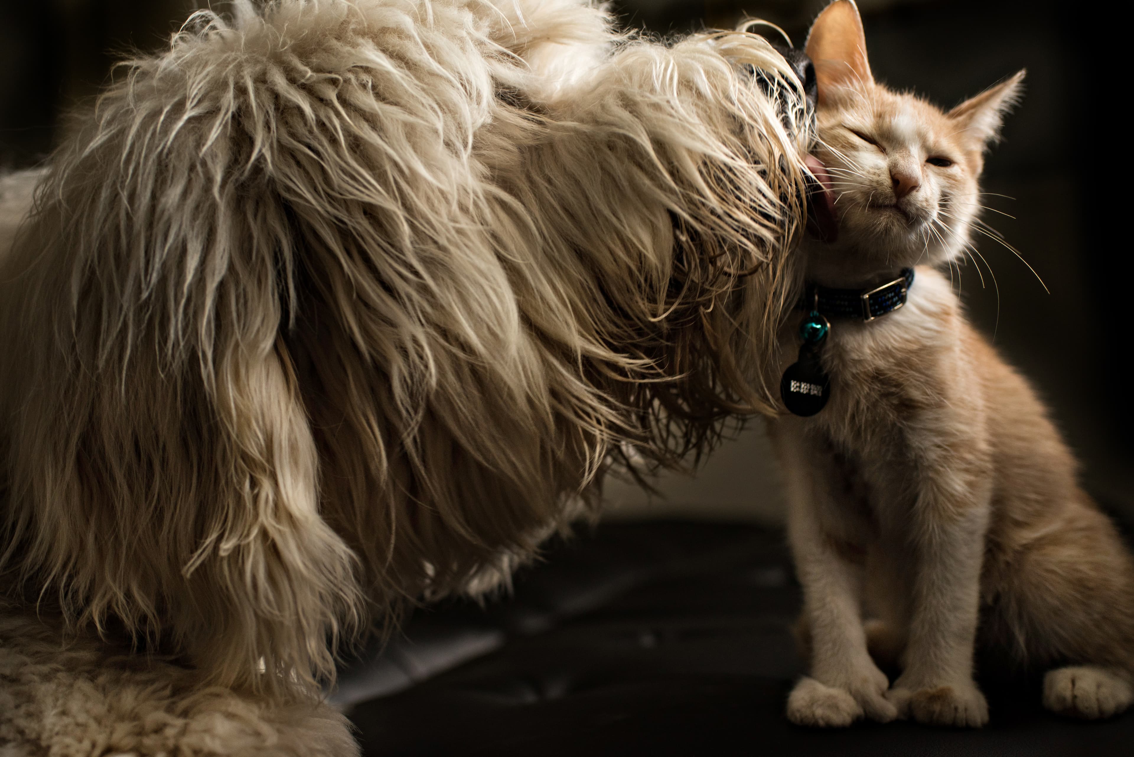 Dog licking a cat.