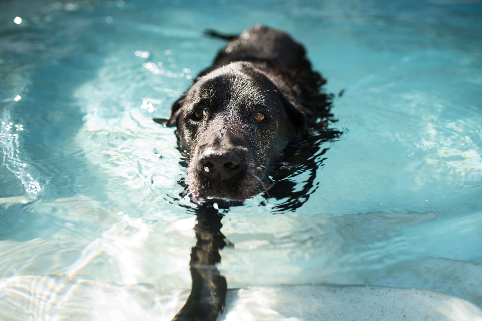 Black dog swimming.