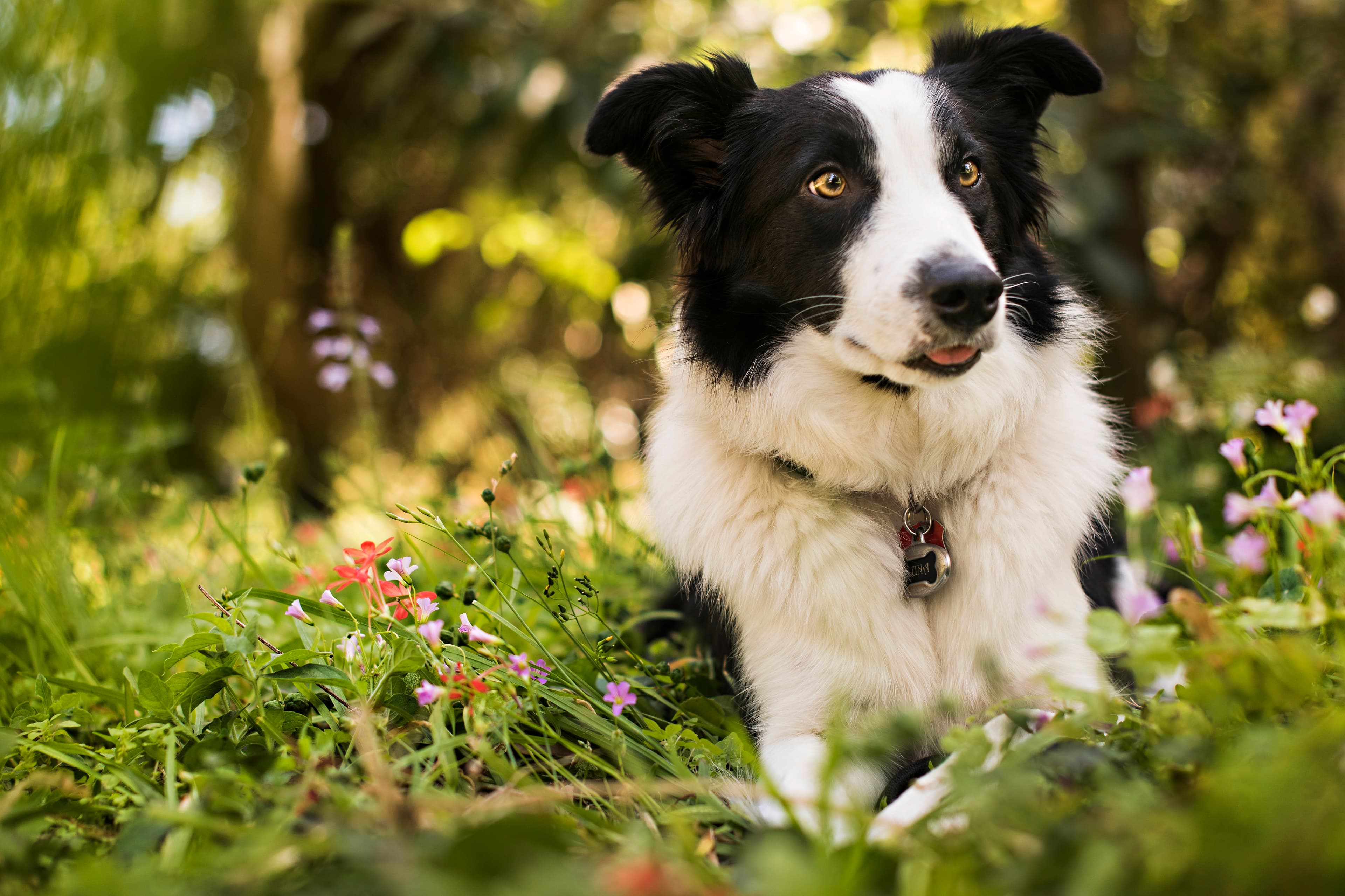 Dog laying down in a bed of grass and flowers.