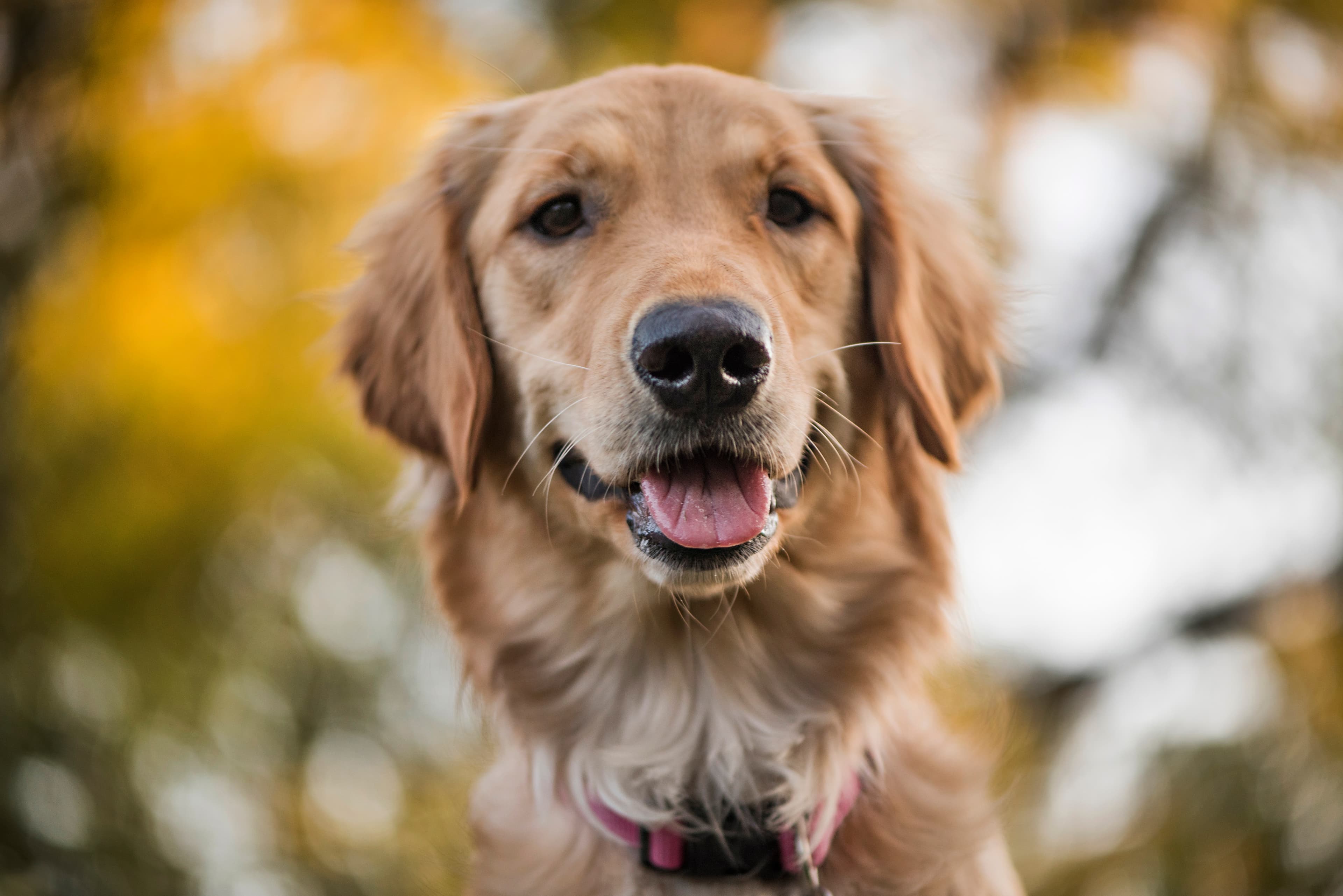 Dog smiling and looking at the camera.