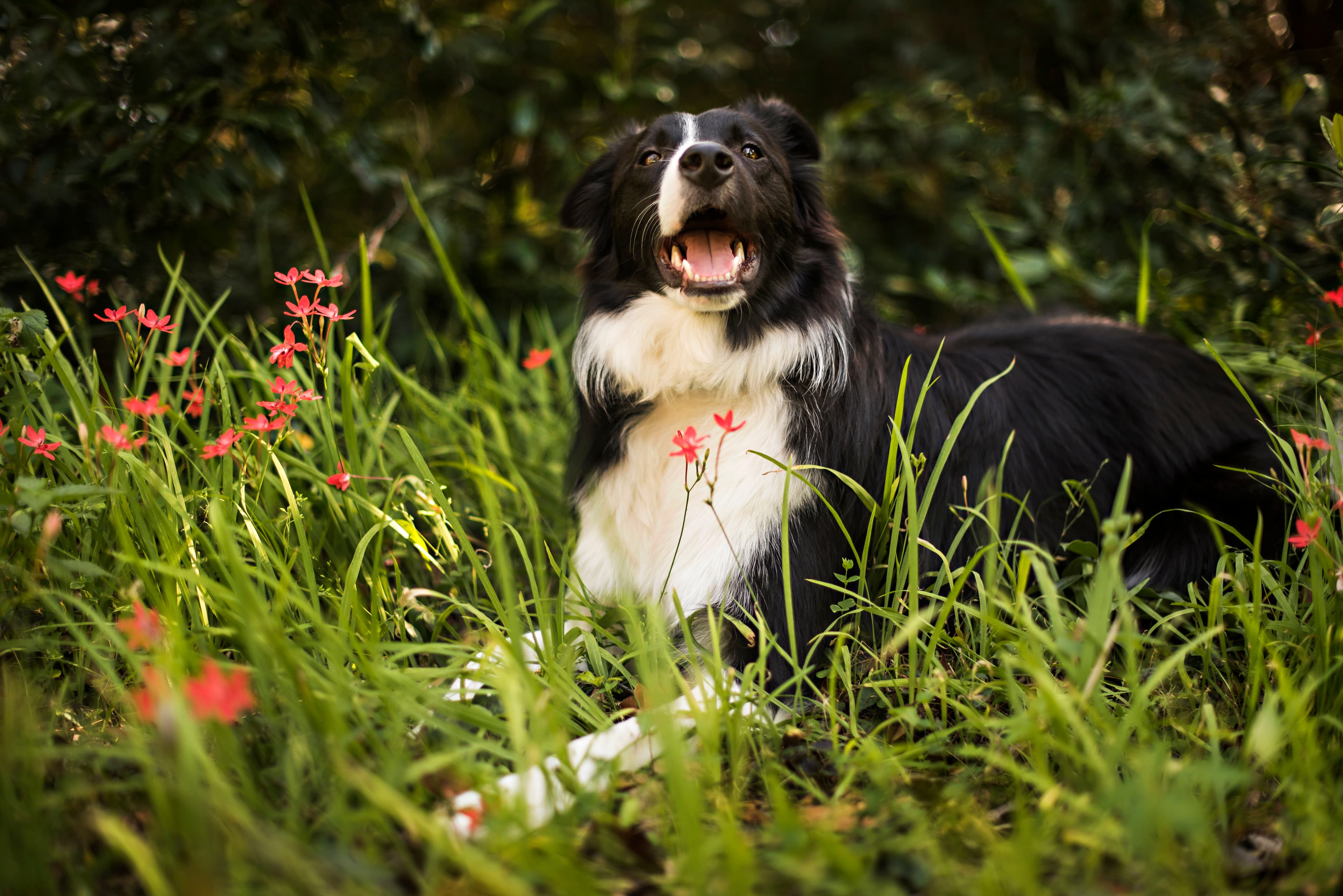 Dog laying down in the grass with surrounding flowers.