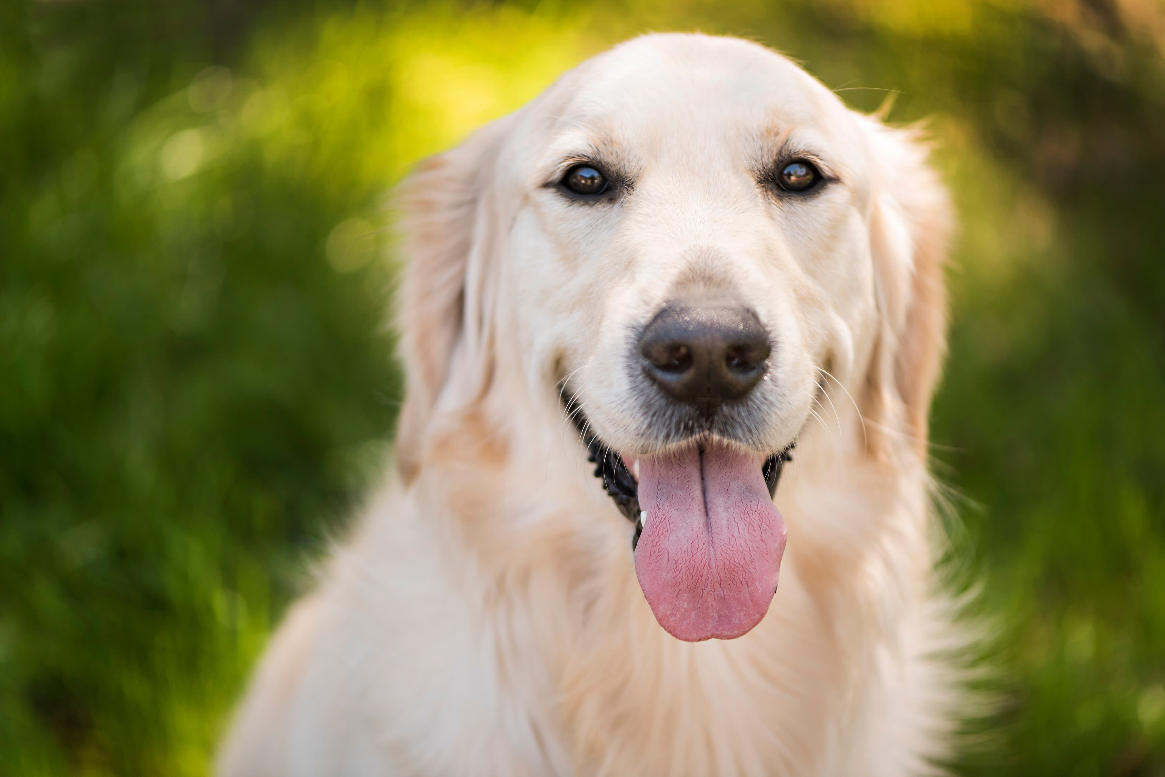 Dog smiling at the camera.