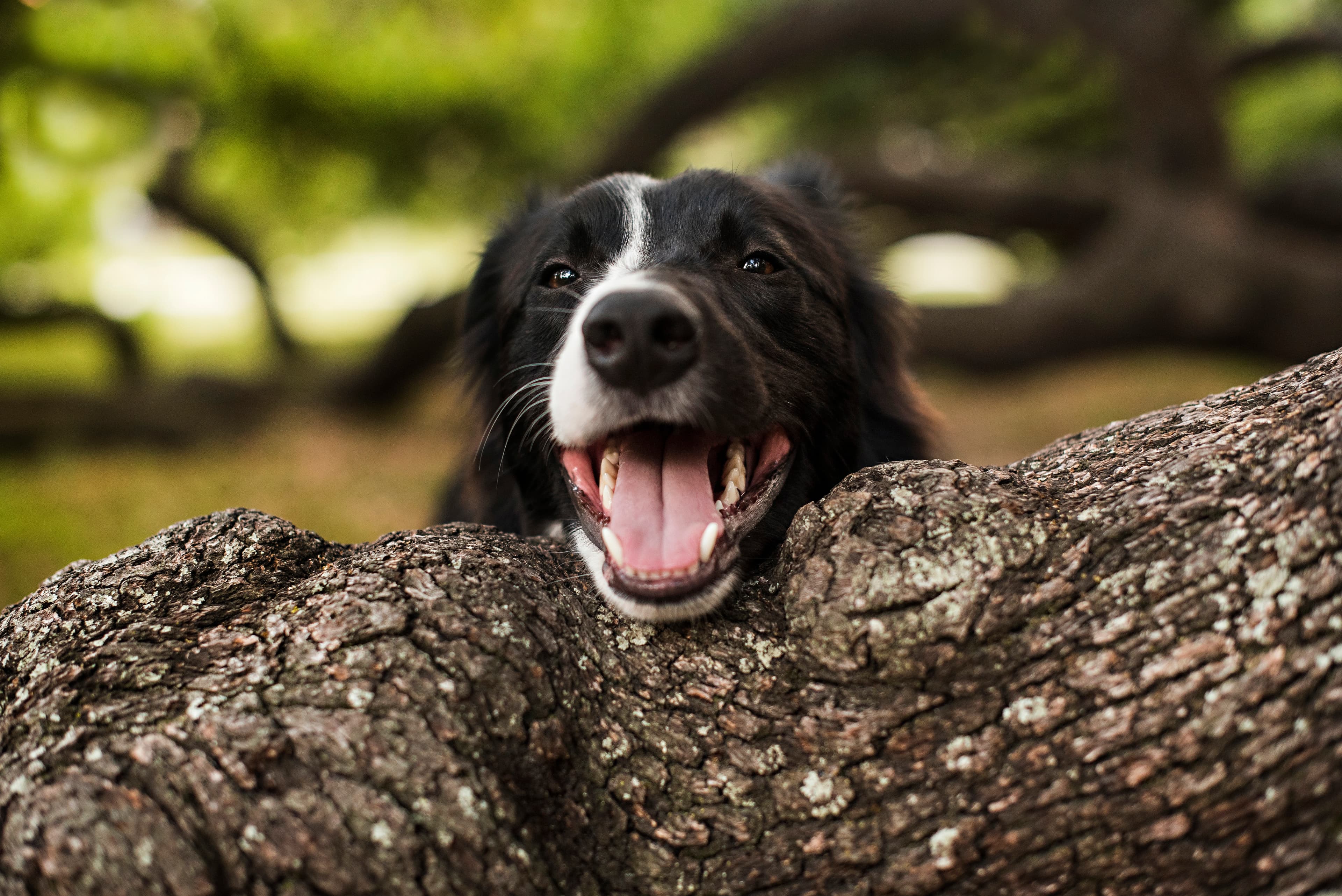 Dog smiling and resting her head on a tree branch.