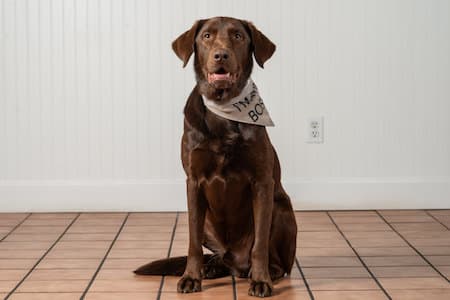 Chewie (Dr. Erin Bendick's dog), seated, smiling looking at the camera.